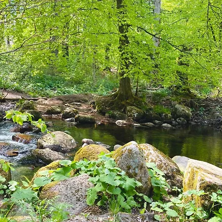 Apartament Happyhome Mitten Im Harz - Direkte Wanderwege - Bachplaetschern - Kueche - Kinderfreundlich - Paare Und Freunde