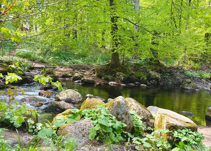 Apartamento Happyhome Mitten Im Harz - Direkte Wanderwege - Bachplaetschern - Kueche - Kinderfreundlich - Paare Und Freunde